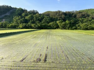 写真AC　水田のイメージ画像